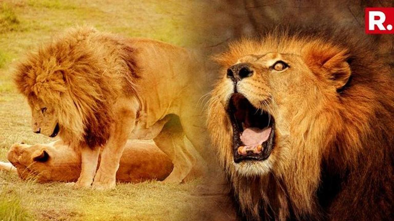 ''Death Of Lions In Gir Forest Extremely Serious Situation, Protect Them'' Says Supreme Court