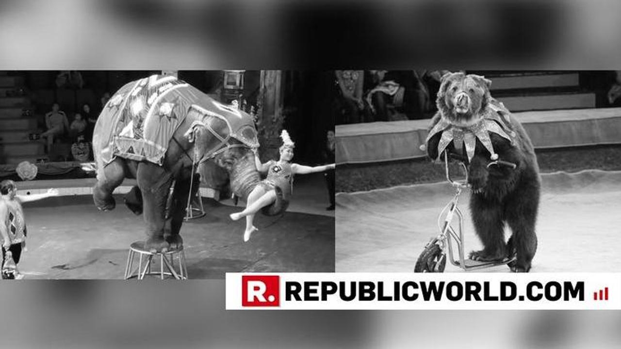 Centre proposes ban on use of animals in circuses; activists hail move as 'progressive and laudable'