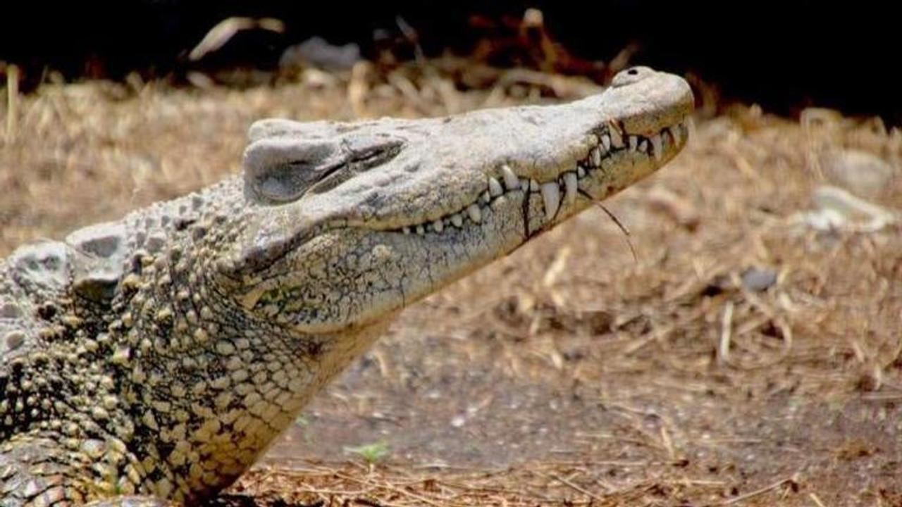 Rare Cuban crocodile dies at iconic Chennai croc park due to persistent stress from loud music, devastated founder shares the news