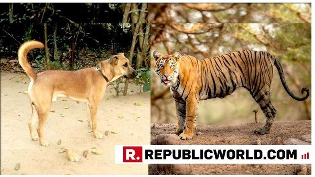 Hero Pet: Dog forces tiger to retreat by just barking, saves owner's life in Madhya Pradesh's Seoni district