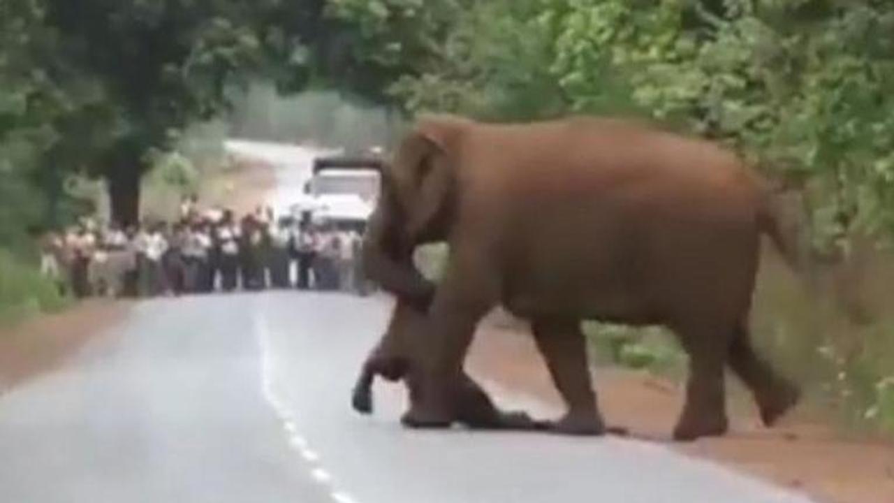 WATCH: Video of elephant herd 'performing dead calf's funeral rites' will move your heart