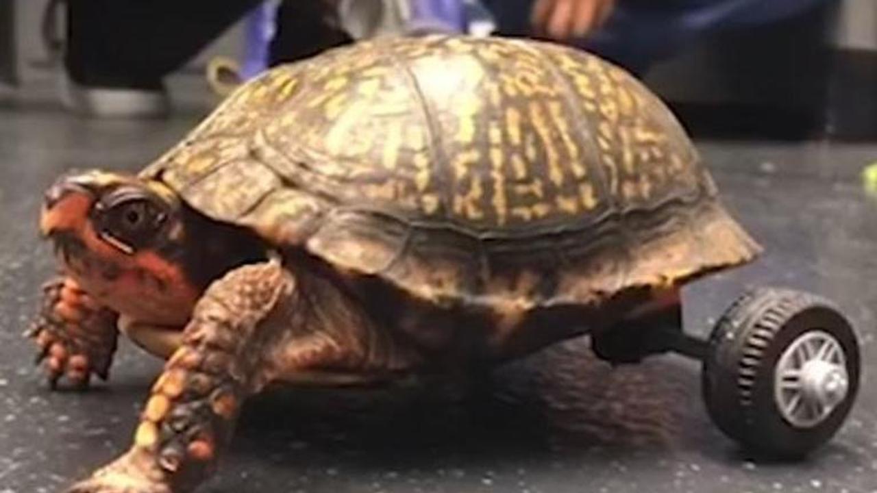 WATCH: Turtle with only two limbs gets Lego wheels to move around, becomes internet's darling