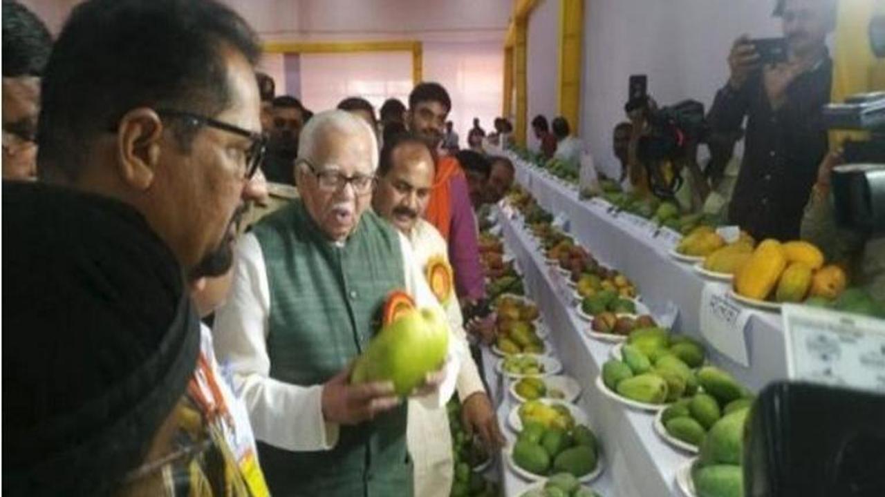 After 'Modi sarees' and 'jackets', get ready for 'Modi mangoes'