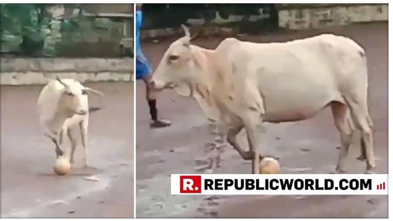 VIRAL: Bull absolutely dominates football field, dribbles & dodges with effortless poise, leaves Harsha Bhogle gobsmacked, wins