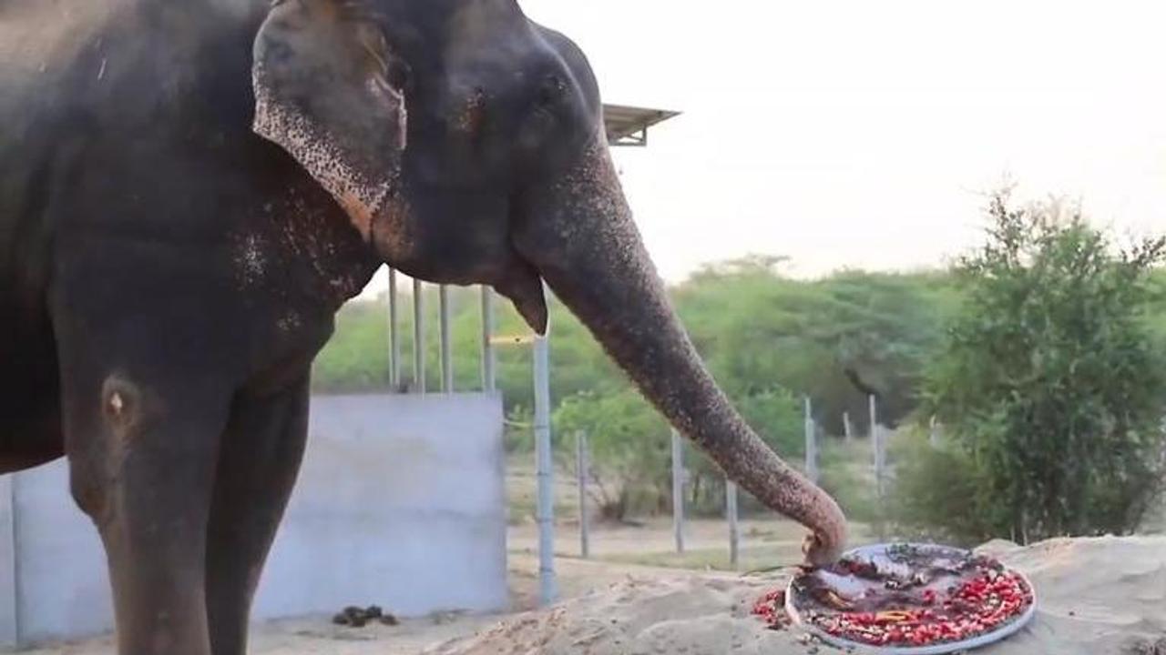 Raju the elephant's five year celebration of freedom is melting hearts, find out why