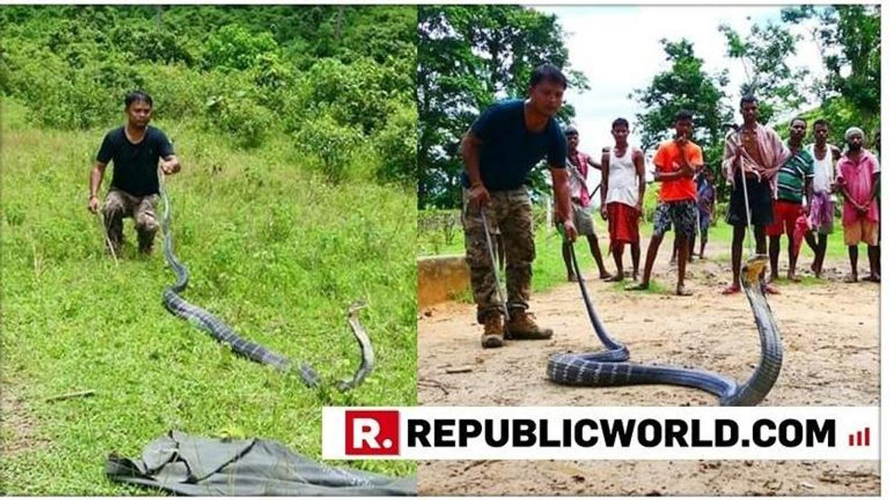 Animal rescuer captures 14 foot long King Cobra in Assam, Netizens in awe