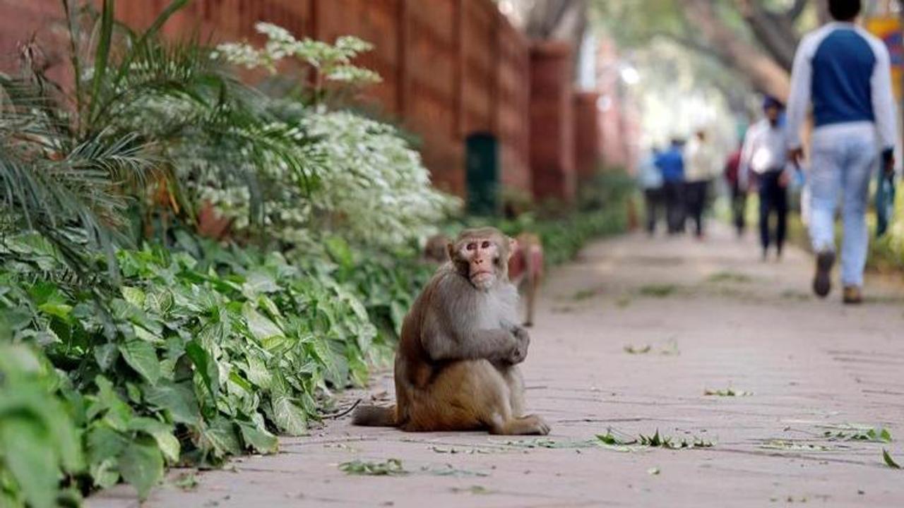 Monkey menace: Confusion over jurisdiction keeps problem alive in Delhi