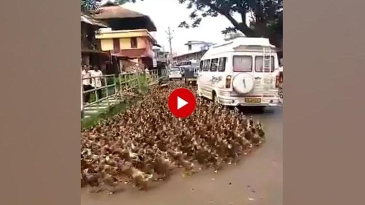 Massive flock of 'disciplined' ducks brings traffic to a complete halt in Kerala's Alappuzha