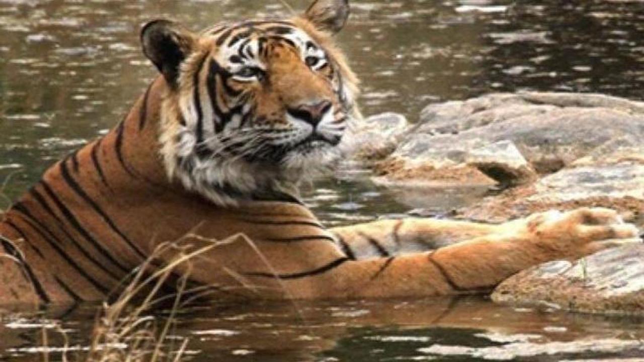 Tiger cub found dead in forest near Bandhavgarh sanctuary in Madhya Pradesh