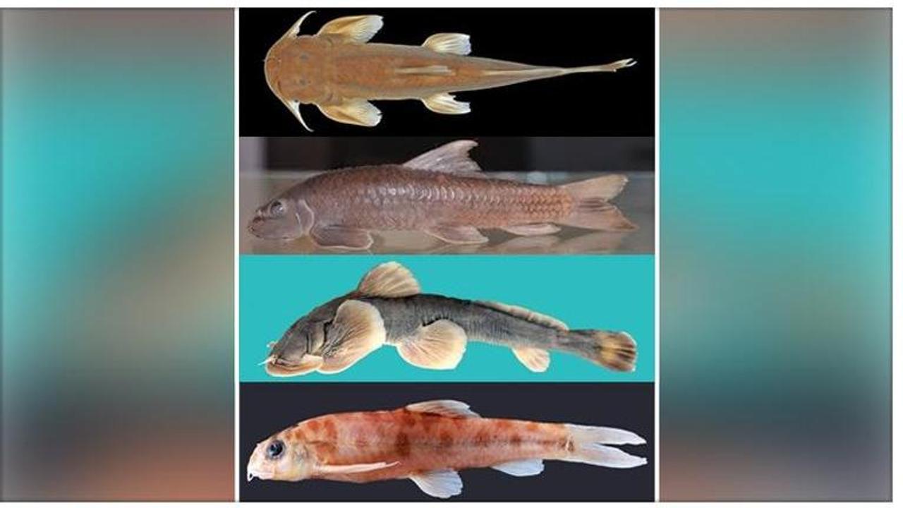 Five new fish species discovered in Arunachal Pradesh