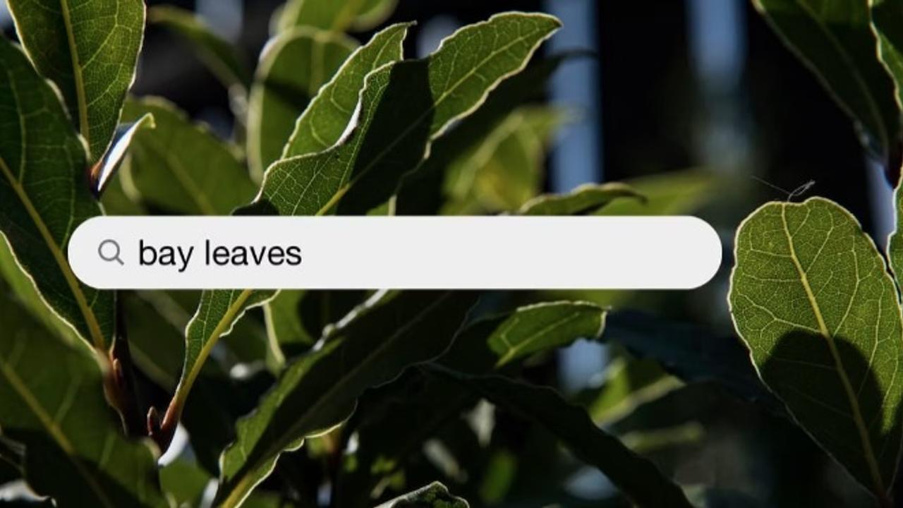 Bay leaves