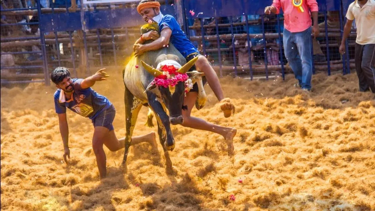 Jallikattu competitions