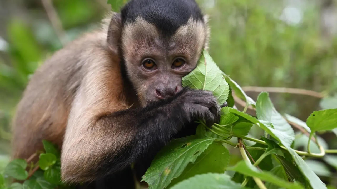 Wild capuchin monkey, Charlie, on the loose in Ireland.