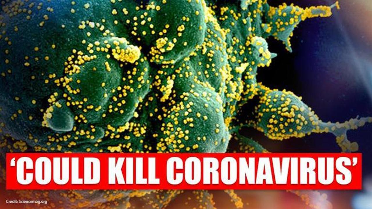 COVID-19: Scientist hail T-cells after research proves antibiotics might wane