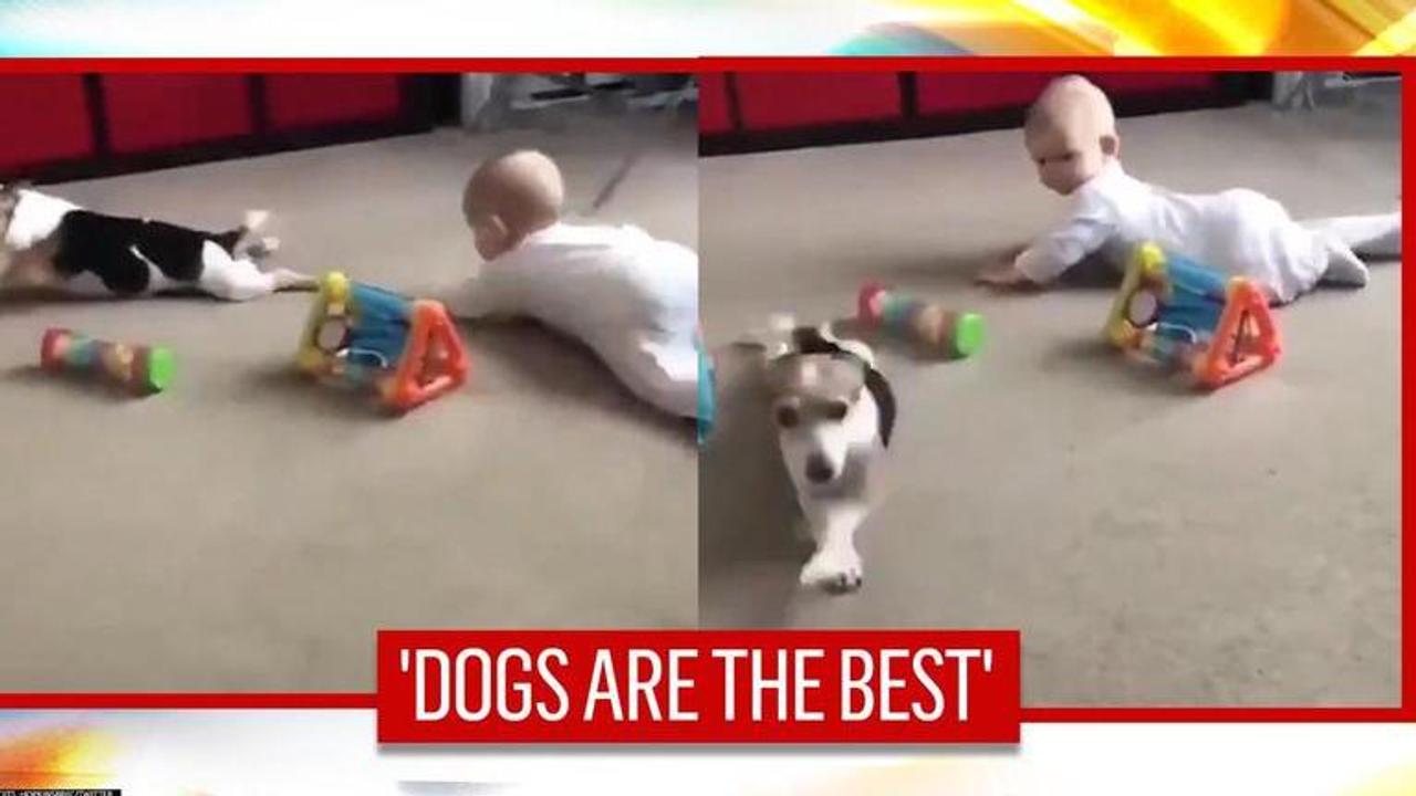 Pet dog realises baby can't walk, teaches him how to crawl | Watch