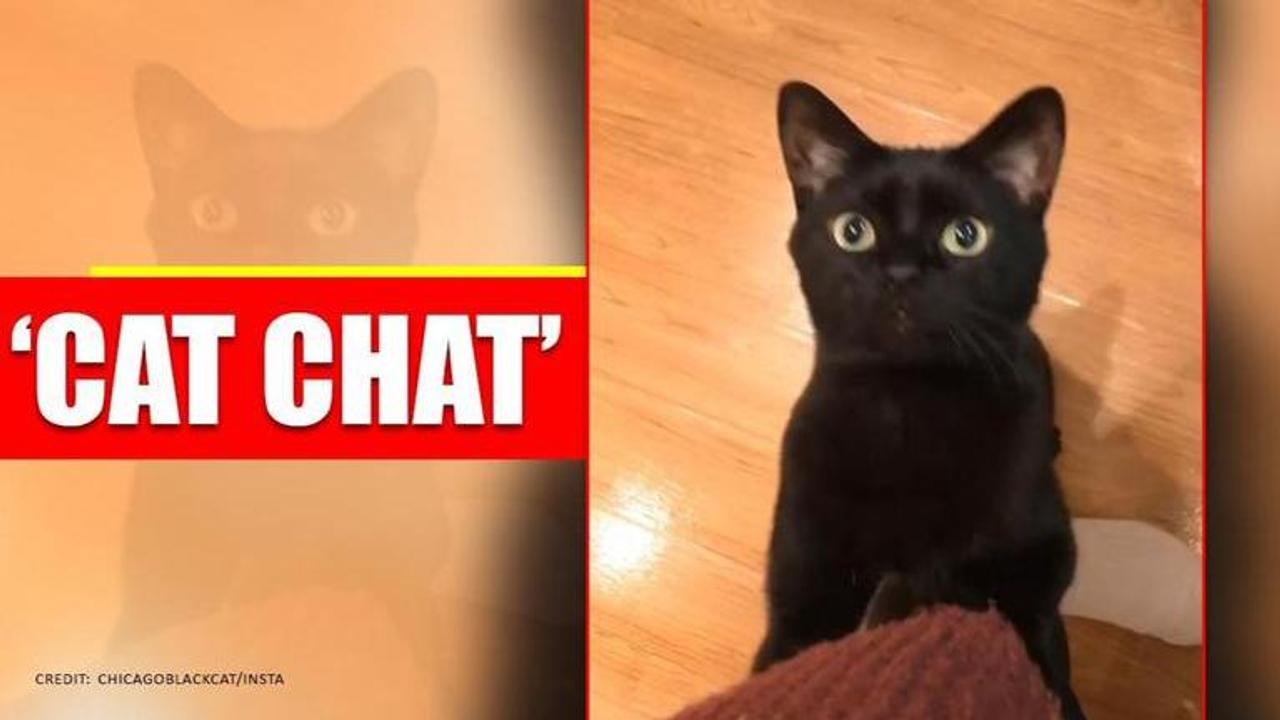 From Food to Work: Compilation of 'cat-chat' leaves netizens amused. Watch