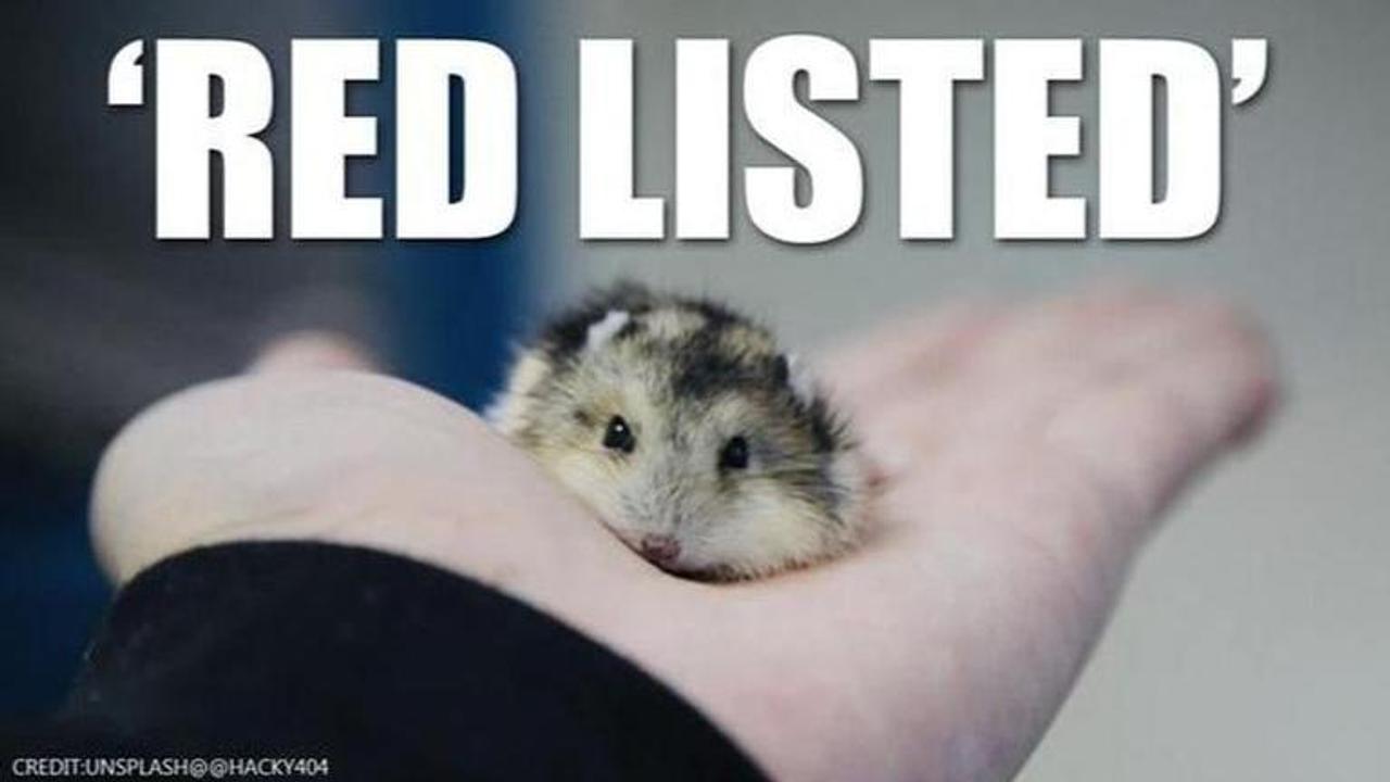 European Hamster is now critically endangered