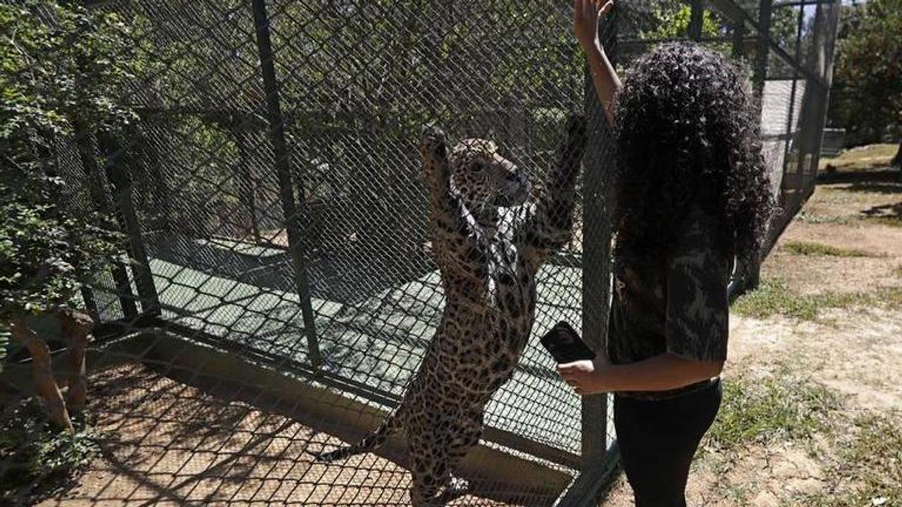 Brazil vets work to heal jaguars burned in Pantanal wildfire