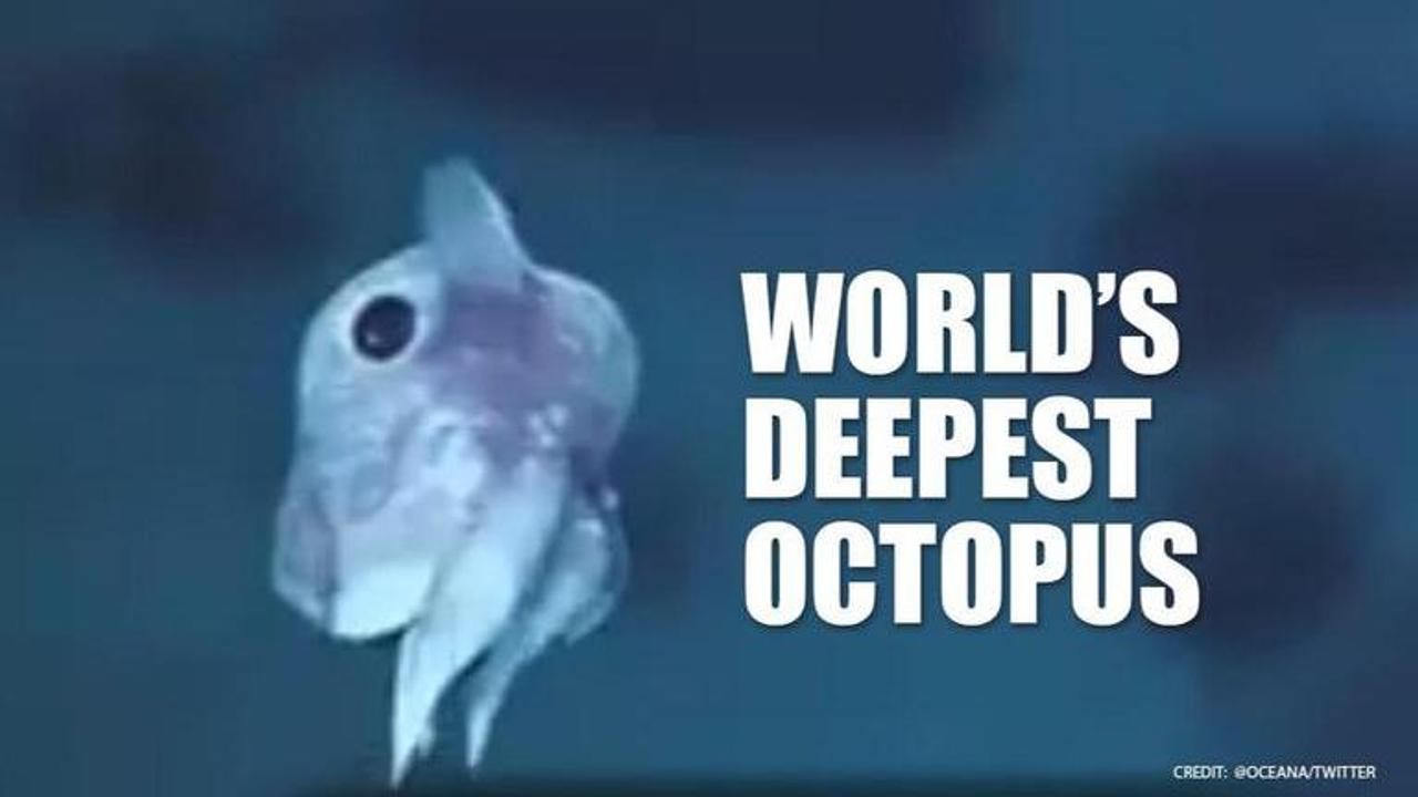 World's Deepest Octopus