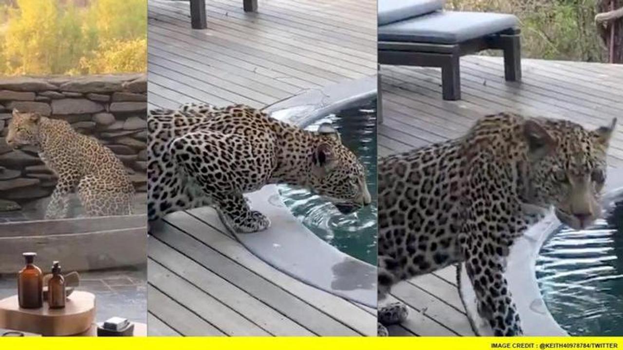 Stunning video shows Leopard sipping water from pool in luxury resort I Watch