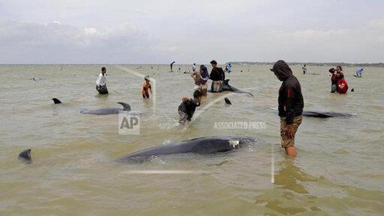 Baby whale found dead on beach south of Israel's Tel Aviv