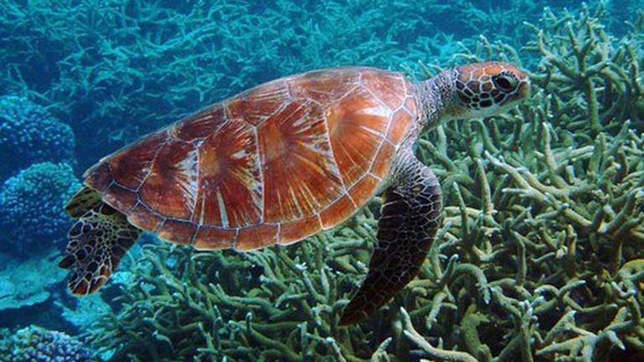 Malaysia's uphill battle to save endangered sea turtles