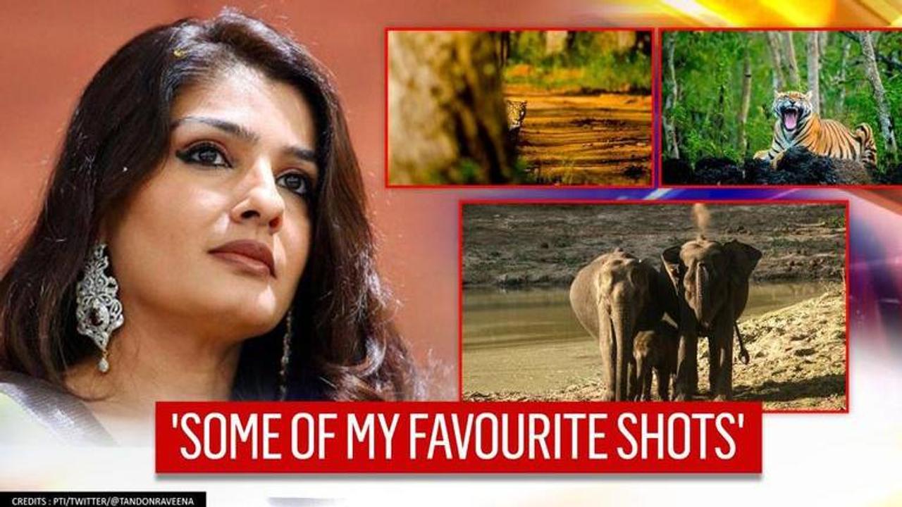 Raveena Tandon's stunning clicks from throwback jungle trip is a wildlife lover's delight