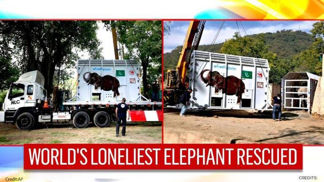 World's loneliest elephant