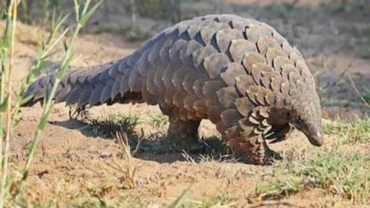 Pangolins