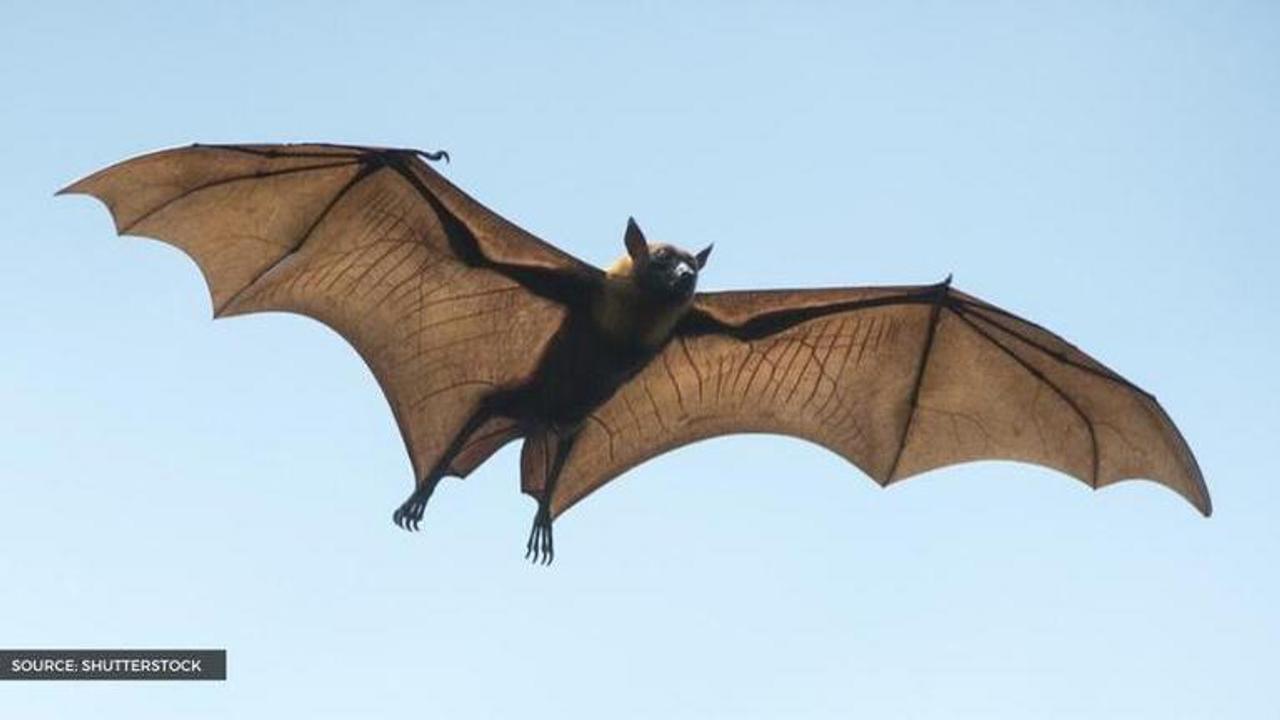 what is international bat appreciation day