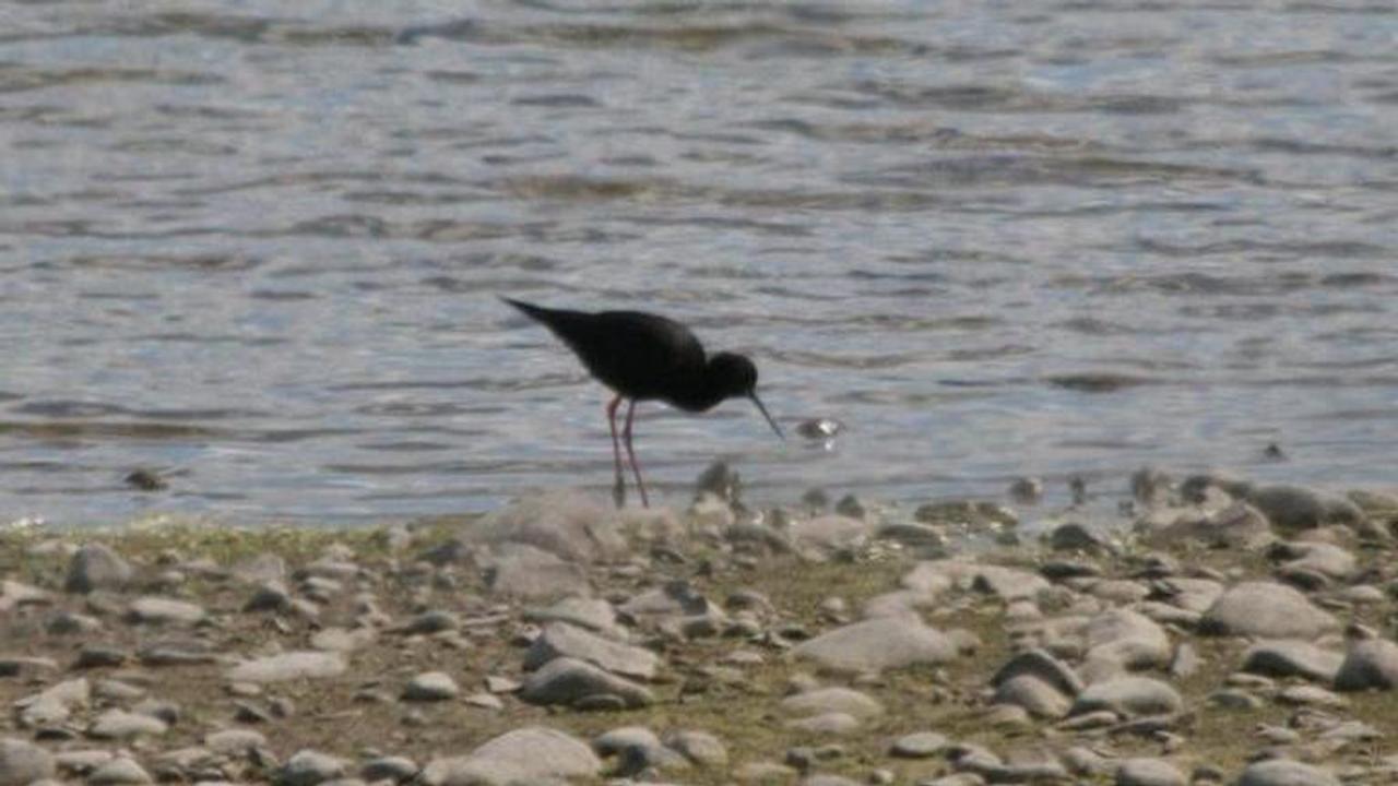 Rare species of wading bird sees 30 per cent rise in population