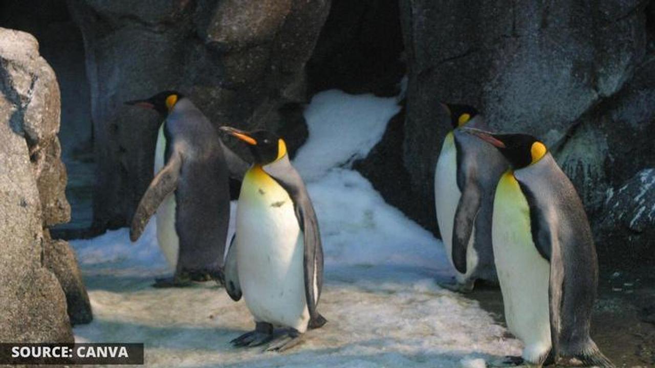 world penguin day