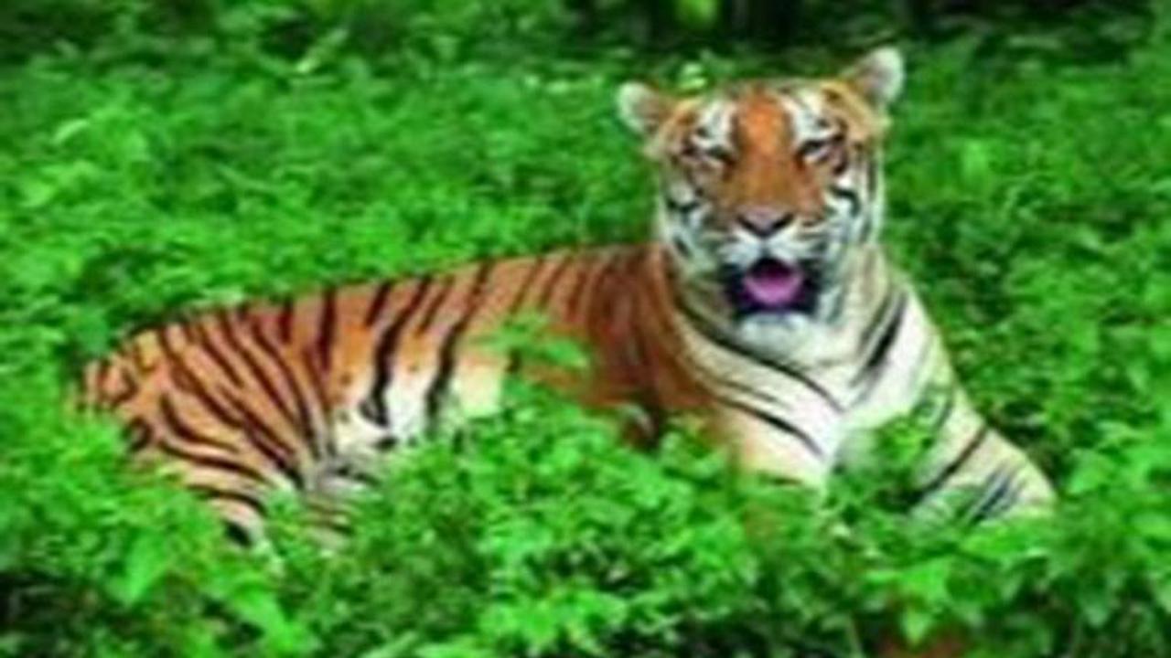 Tiger from Panna reserve travels 150 km to UP: Official