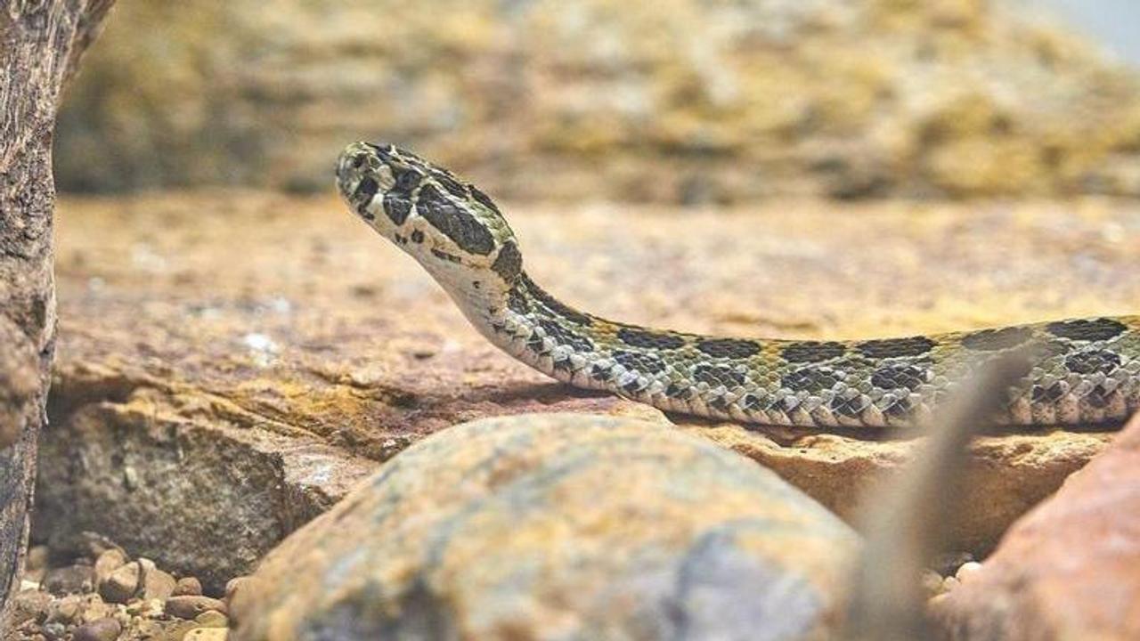 nag panchami images