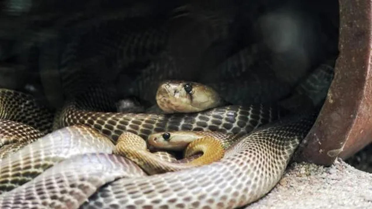 Australian man plays golf casually beside two snakes.