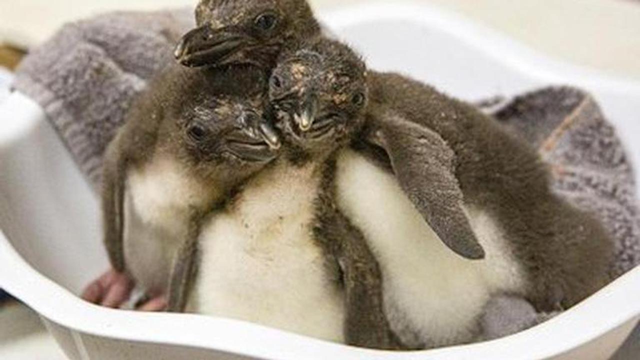 Penguin chicks in Chicago take their first swim