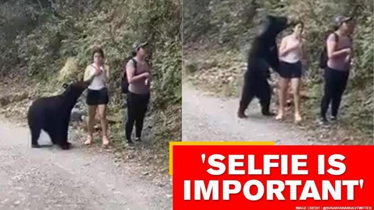 Video shows bear getting clicked, netizens ask 'why should it miss the fun?'