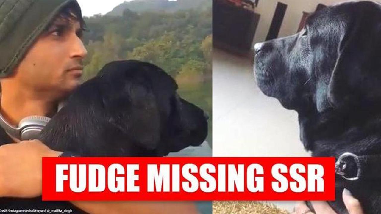 Sushant Singh Rajput's dog Fudge missing late actor, niece's post will make you emotional