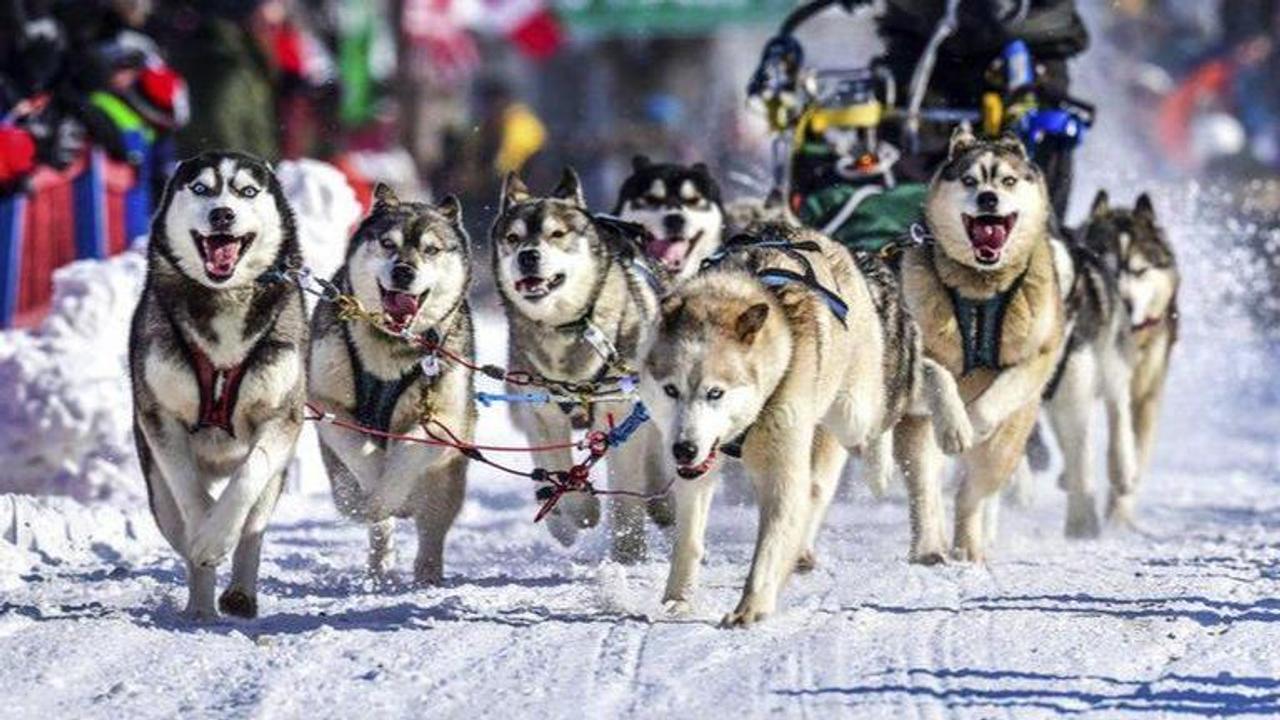 Canadian wins dog 250-mile dog sled race by mere 35 seconds