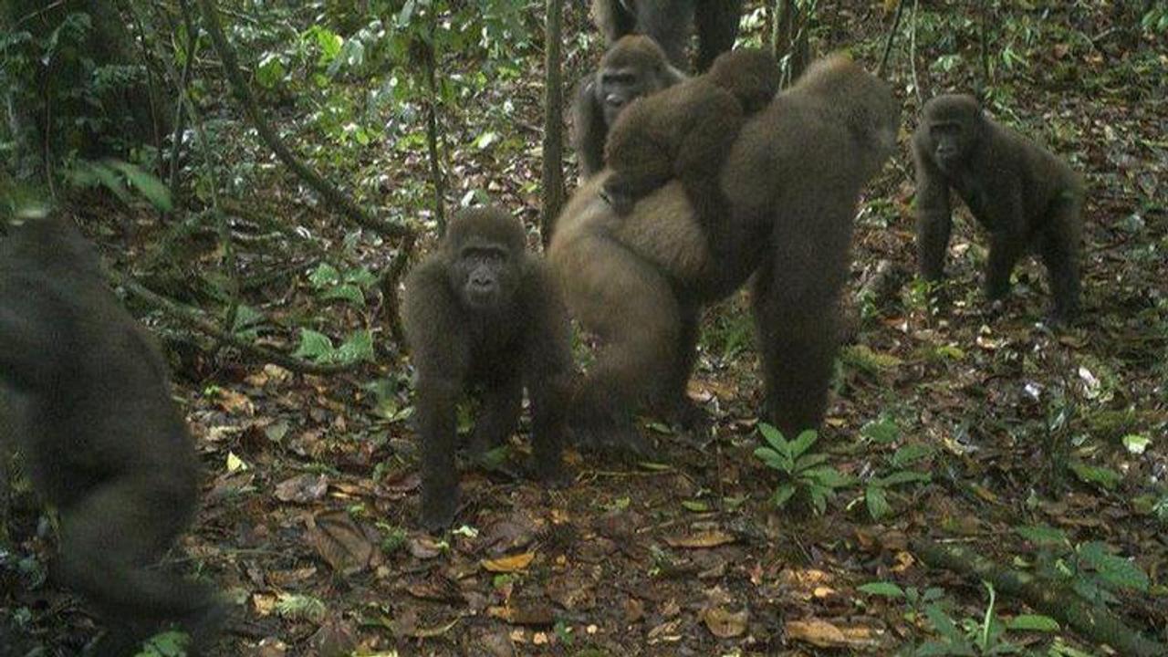 Rare sub-species of gorilla thought to be extinct spotted in Nigeria