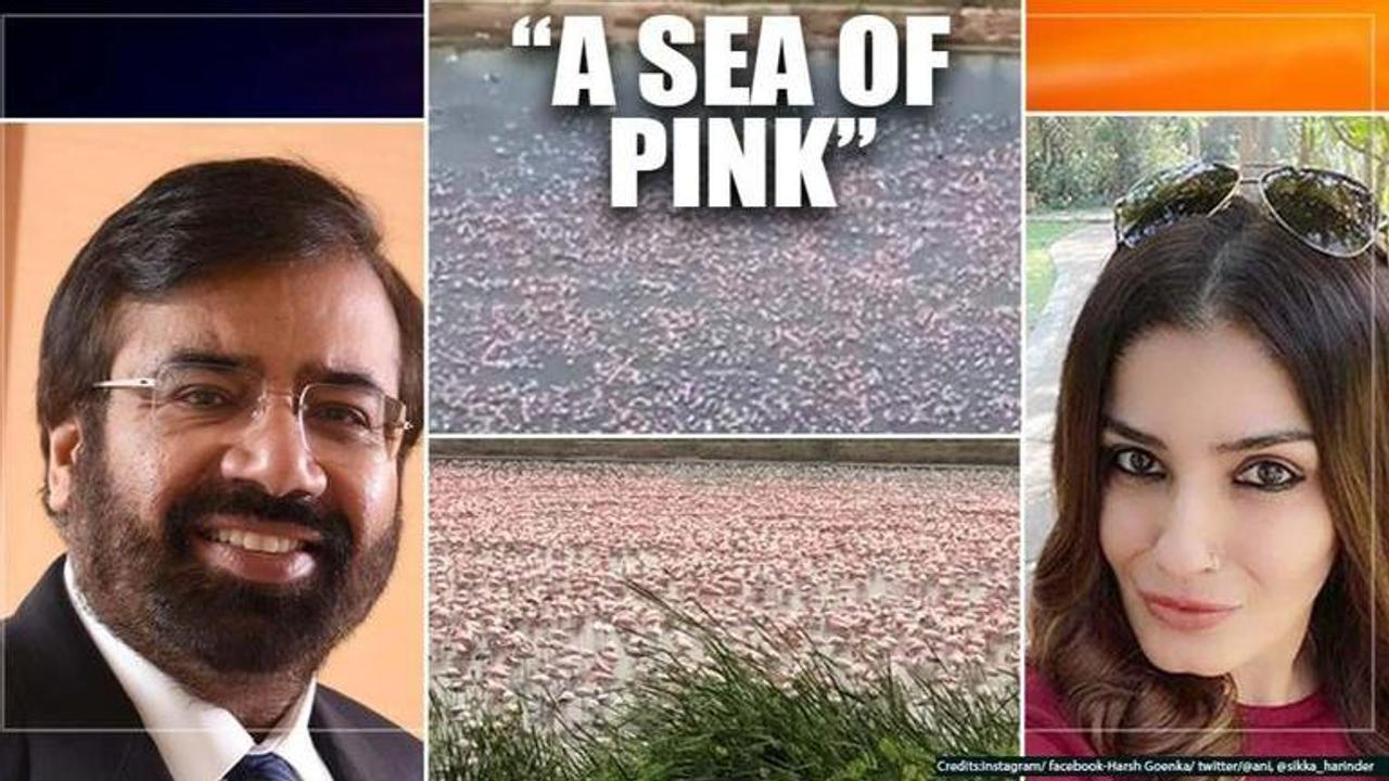 WATCH: Big group of pink flamingos flock at Navi Mumbai creek; celebs, netizens awestruck