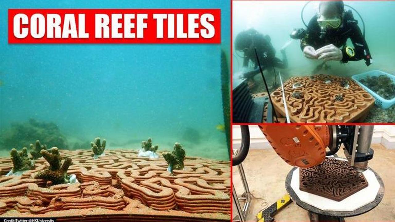 Coral reefs to be restored using 3D printed tiles designed by Hong Kong marine scientists