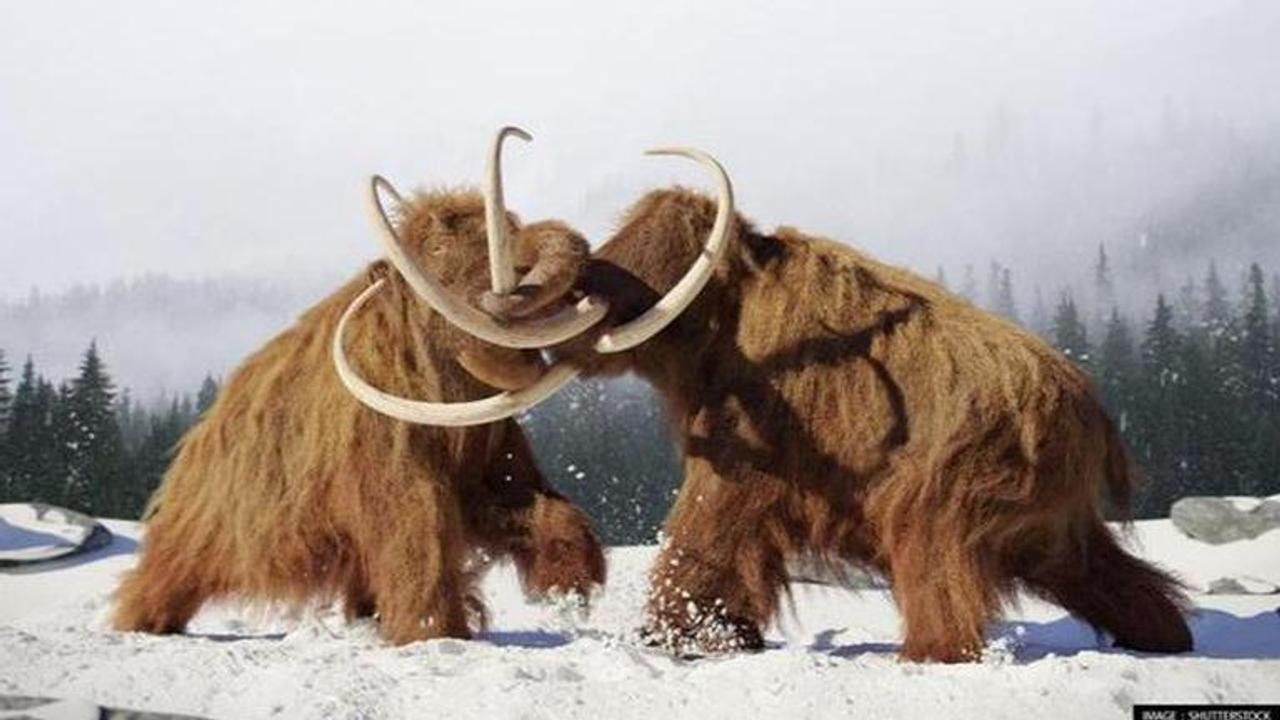 Mammoths