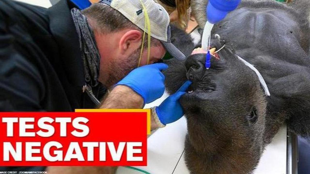 Florida: Gorilla with bite marks tests negative for COVID-19