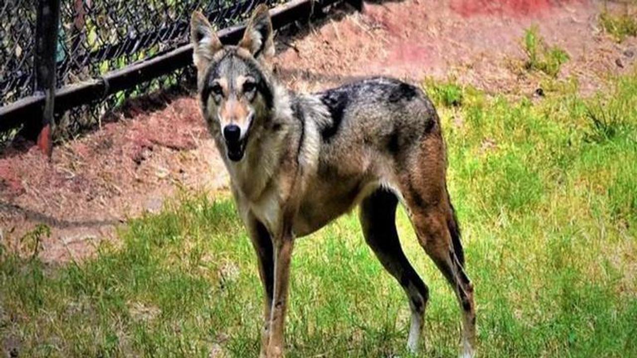 Hyderabad: Man adopts grey fox at Nehru Zoological Park, administration appreciates