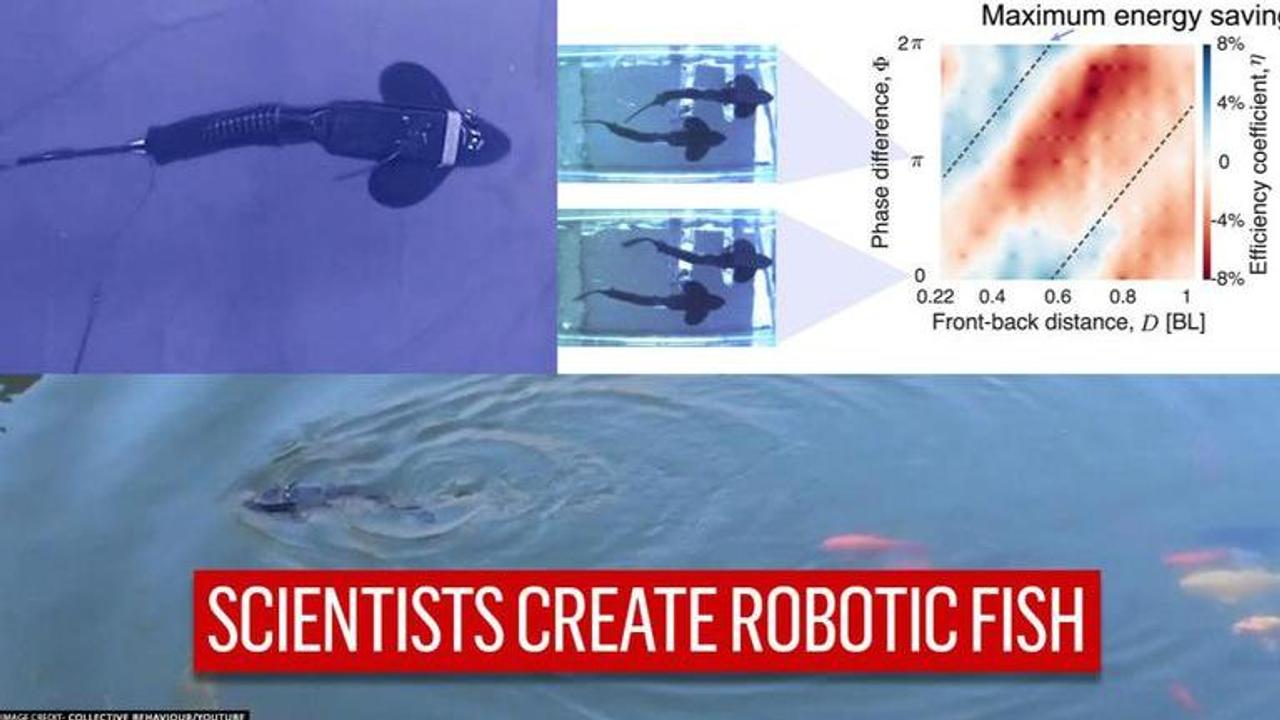 Robotic Fish