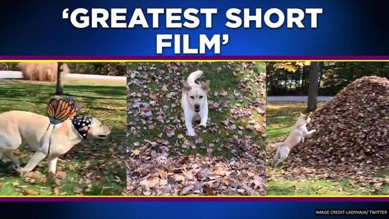 Dog dives into piles of leaves easing coronavirus stress, watch video