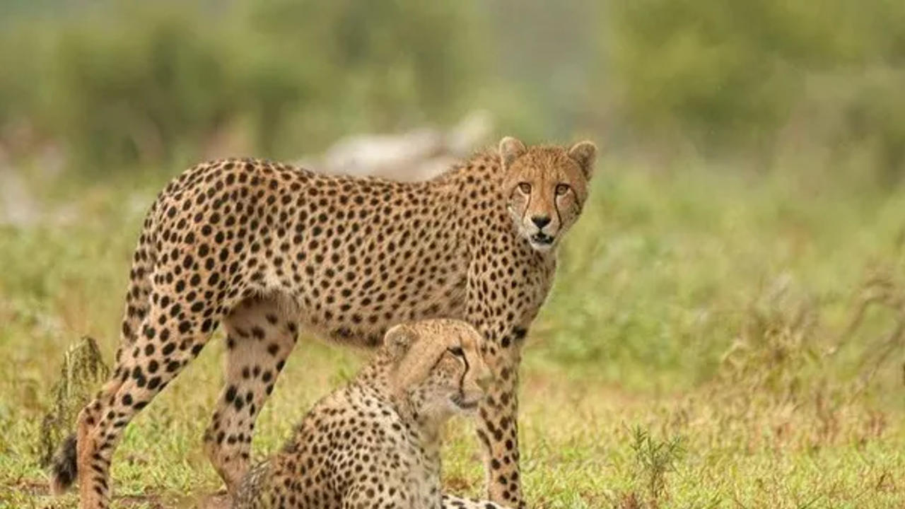 Cheetah from Kuno National Park 