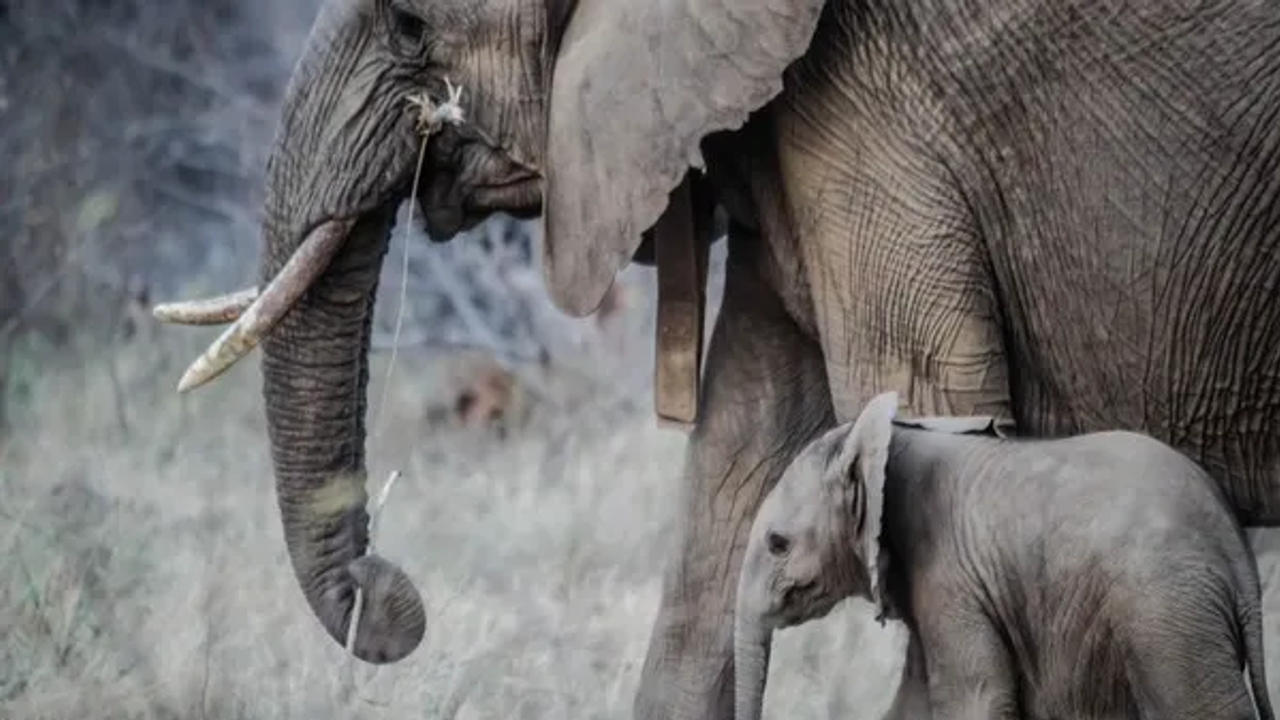 Baby elephant reunited with mother in TN