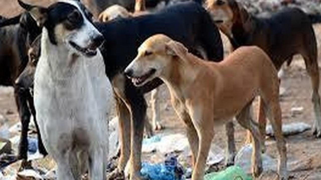 Gaur City's Stray Dog Issue: